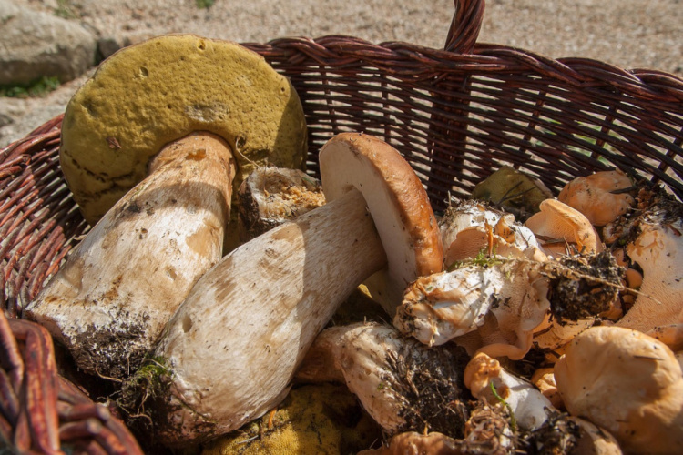 dove mangiare i funghi e i prodotti tipici nel Cilento
